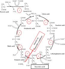 Pyruvic Acid